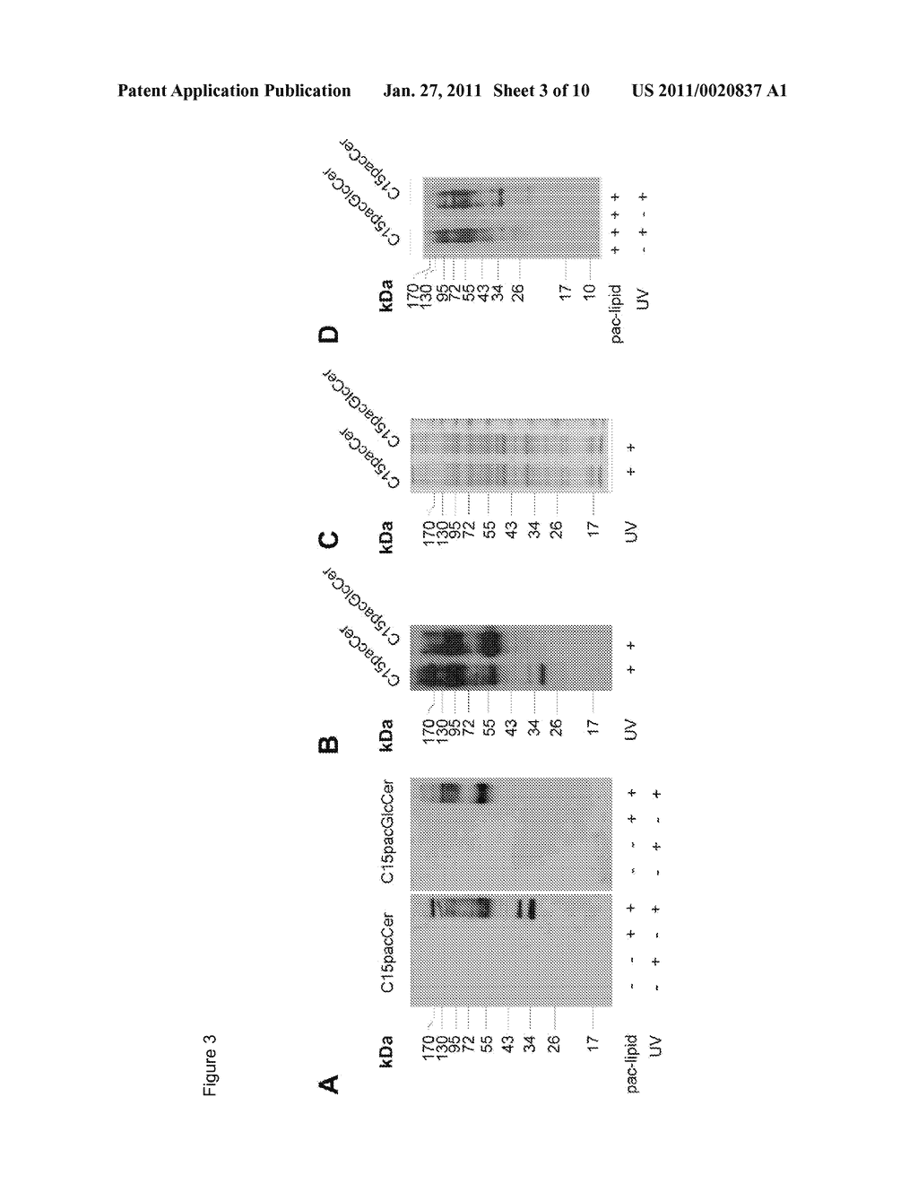 Method for isolating or identifying a target protein interacting with a lipid in a cell - diagram, schematic, and image 04