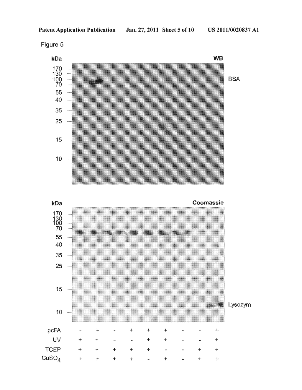 Method for isolating or identifying a target protein interacting with a lipid in a cell - diagram, schematic, and image 06
