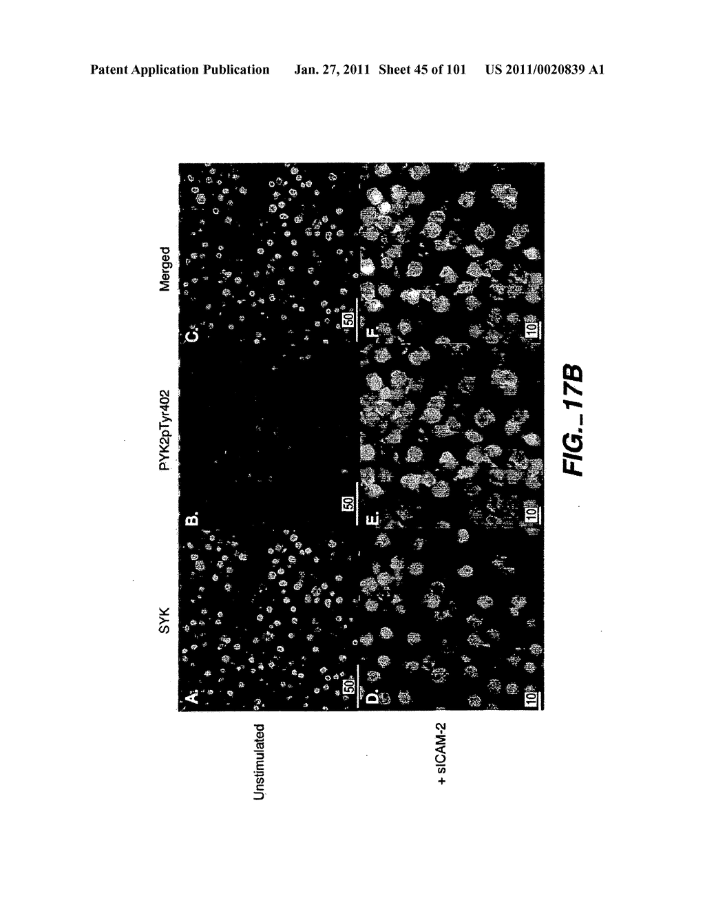 METHODS AND COMPOSITIONS FOR DETECTING THE ACTIVATION STATE OF MULTIPLE PROTEINS IN SINGLE CELLS - diagram, schematic, and image 46