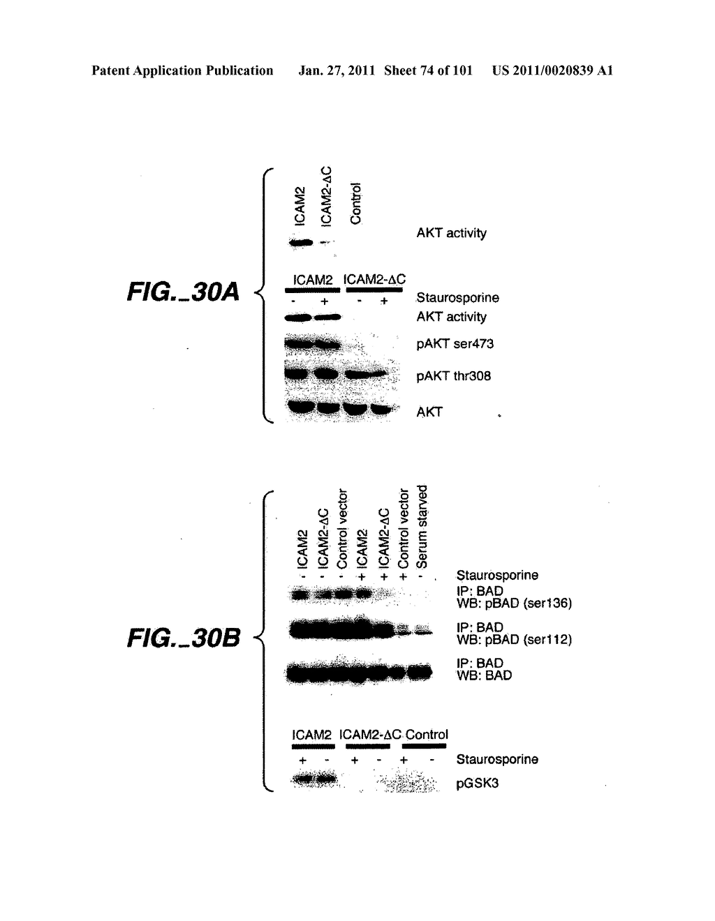 METHODS AND COMPOSITIONS FOR DETECTING THE ACTIVATION STATE OF MULTIPLE PROTEINS IN SINGLE CELLS - diagram, schematic, and image 75