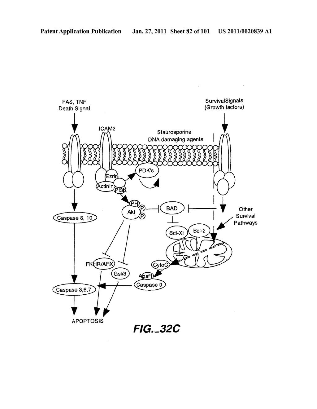 METHODS AND COMPOSITIONS FOR DETECTING THE ACTIVATION STATE OF MULTIPLE PROTEINS IN SINGLE CELLS - diagram, schematic, and image 83