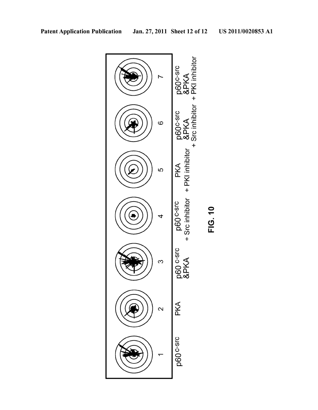 COMPOSITIONS AND METHODS FOR DETECTING PHOSPHOMONOESTER - diagram, schematic, and image 13