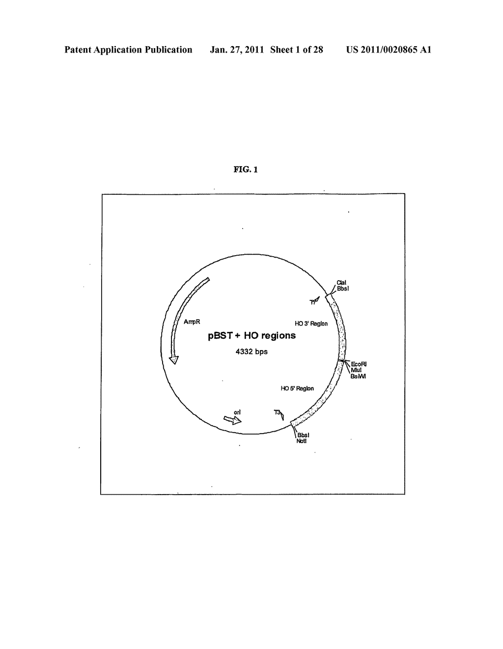 Gene Expression Technique - diagram, schematic, and image 02