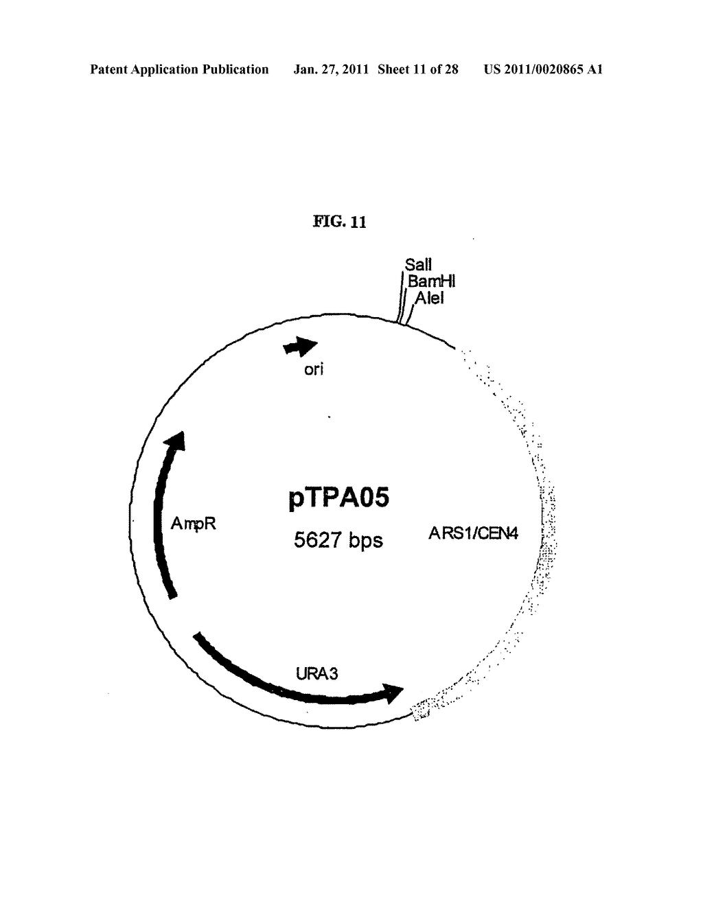 Gene Expression Technique - diagram, schematic, and image 12