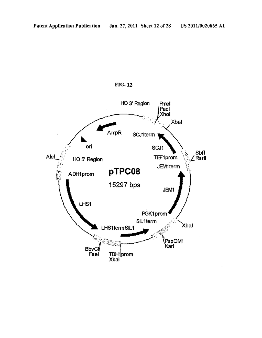 Gene Expression Technique - diagram, schematic, and image 13