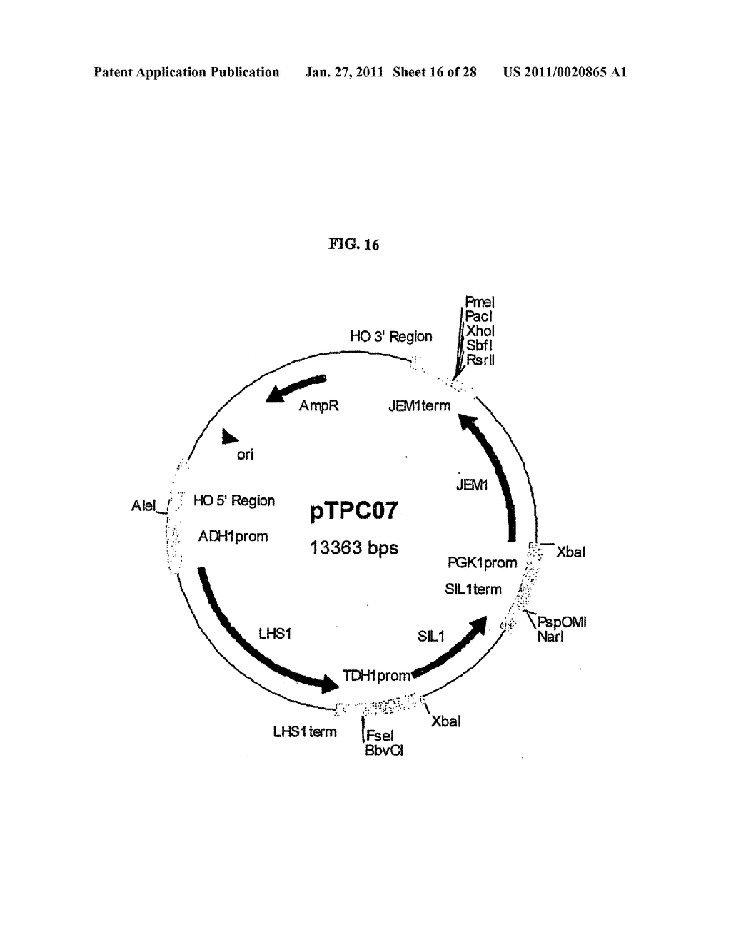 Gene Expression Technique - diagram, schematic, and image 17