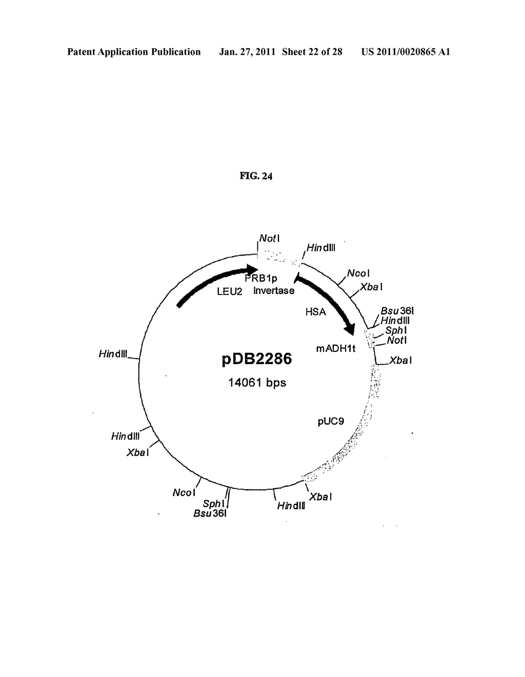 Gene Expression Technique - diagram, schematic, and image 23