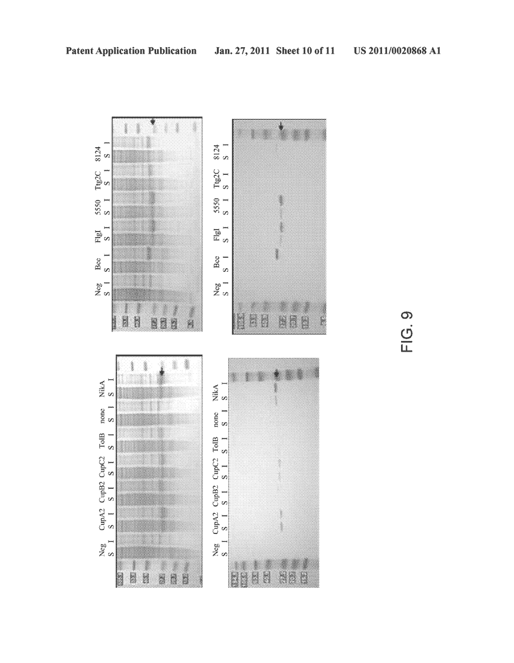 BACTERIAL LEADER SEQUENCES FOR INCREASED EXPRESSION - diagram, schematic, and image 11