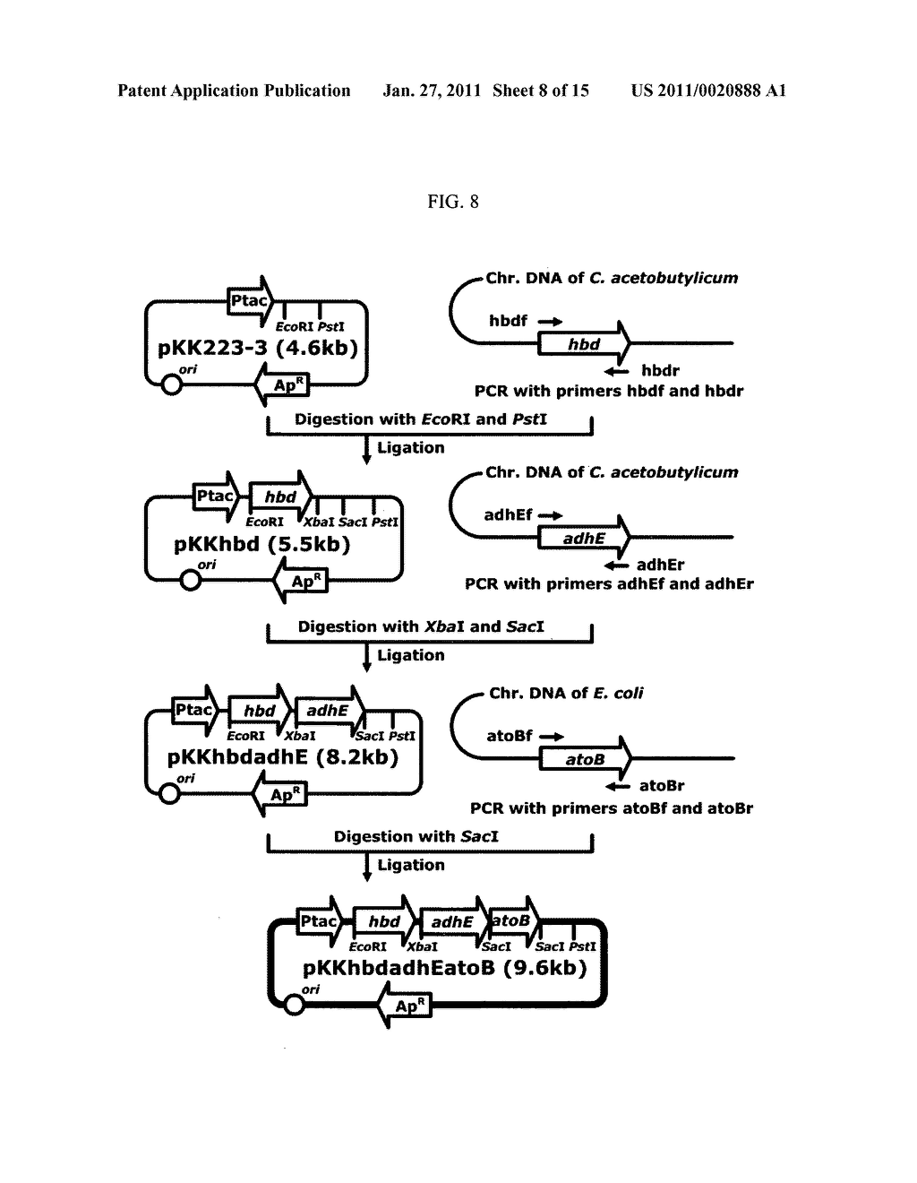 METHOD FOR PREPARING BUTANOL THROUGH BUTYRYL-CoA AS AN INTERMEDIATE USING BACTERIA - diagram, schematic, and image 09