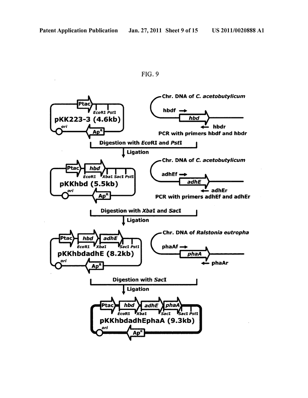 METHOD FOR PREPARING BUTANOL THROUGH BUTYRYL-CoA AS AN INTERMEDIATE USING BACTERIA - diagram, schematic, and image 10