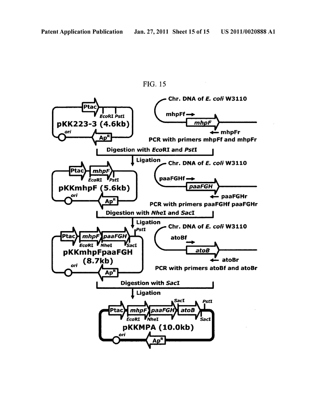 METHOD FOR PREPARING BUTANOL THROUGH BUTYRYL-CoA AS AN INTERMEDIATE USING BACTERIA - diagram, schematic, and image 16