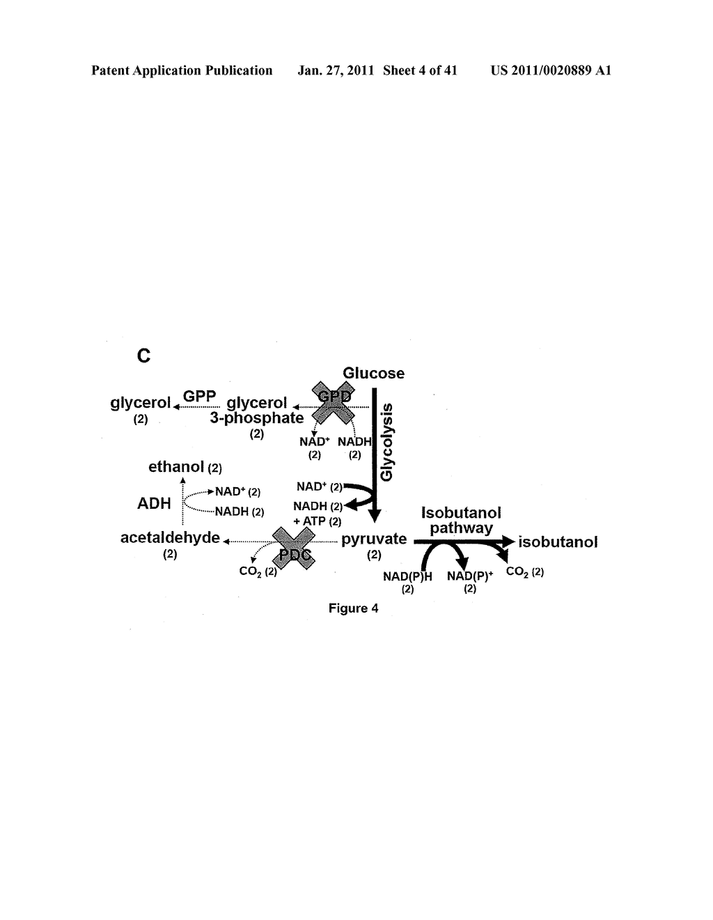 YEAST ORGANISM PRODUCING ISOBUTANOL AT A HIGH YIELD - diagram, schematic, and image 05