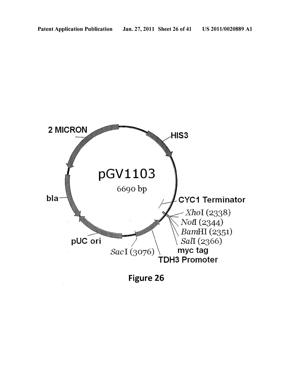 YEAST ORGANISM PRODUCING ISOBUTANOL AT A HIGH YIELD - diagram, schematic, and image 27