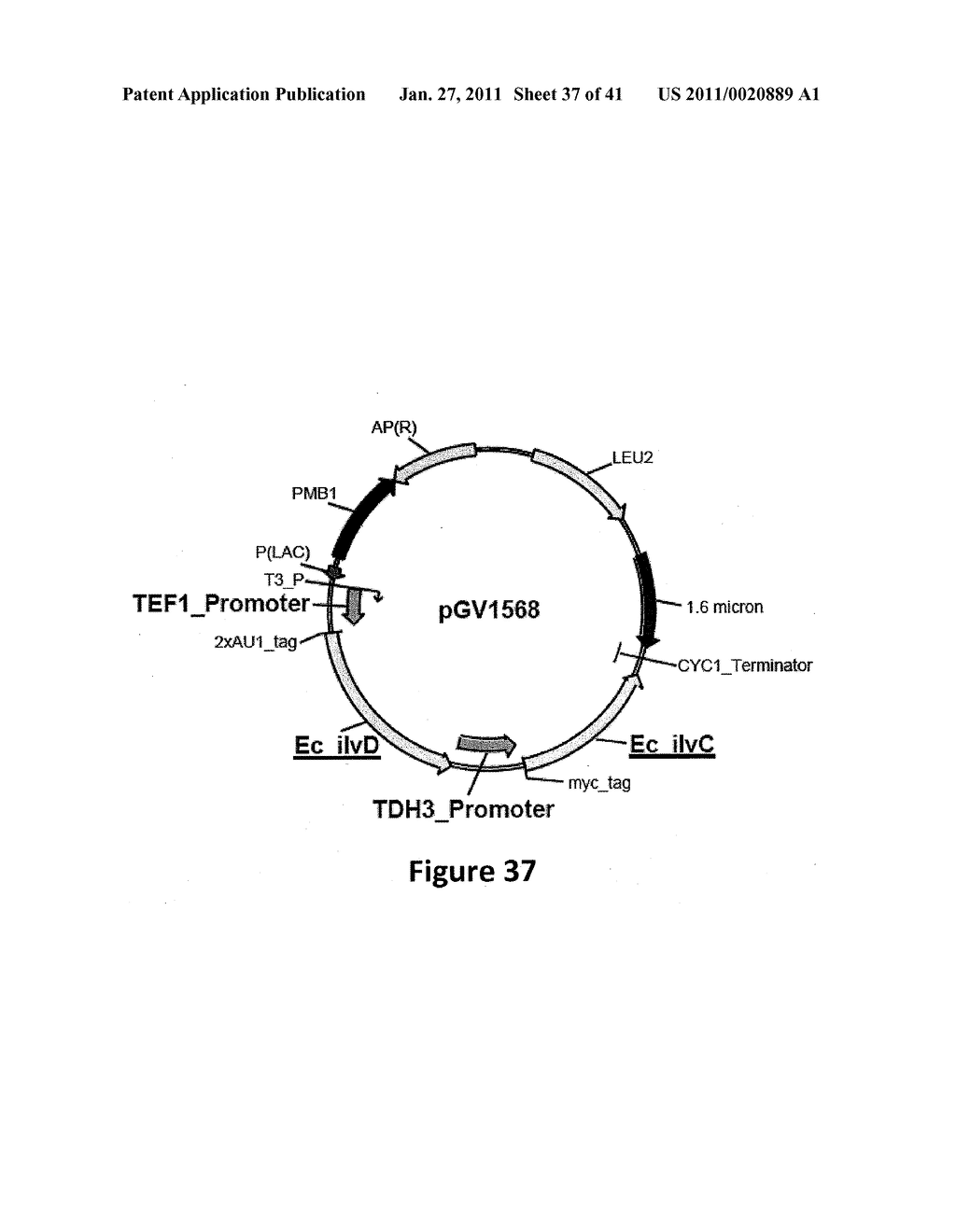 YEAST ORGANISM PRODUCING ISOBUTANOL AT A HIGH YIELD - diagram, schematic, and image 38