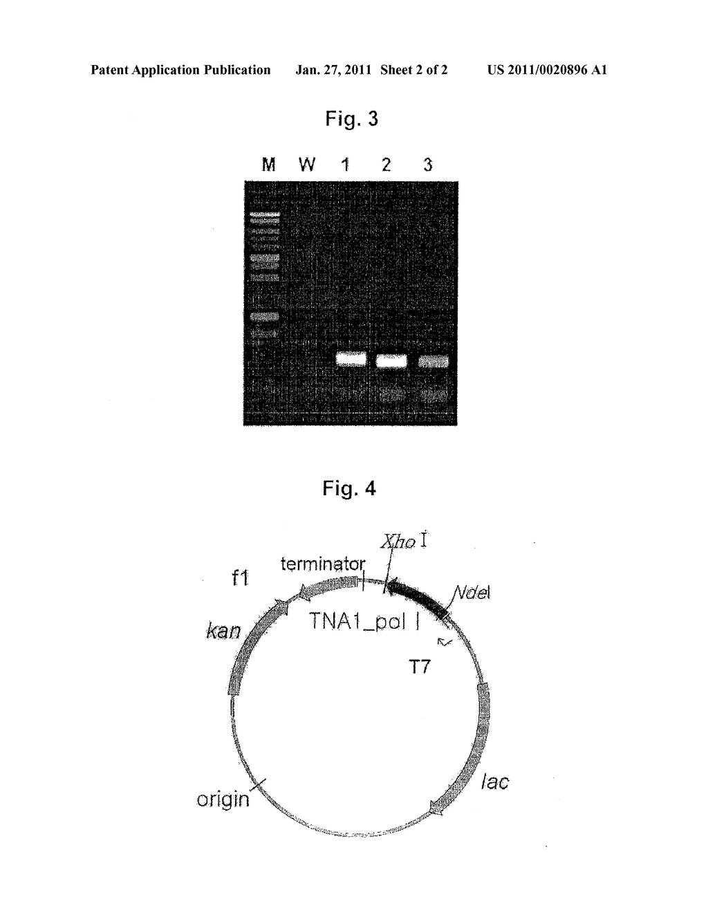 MUTANT DNA POLYMERASES AND THEIR GENES - diagram, schematic, and image 03