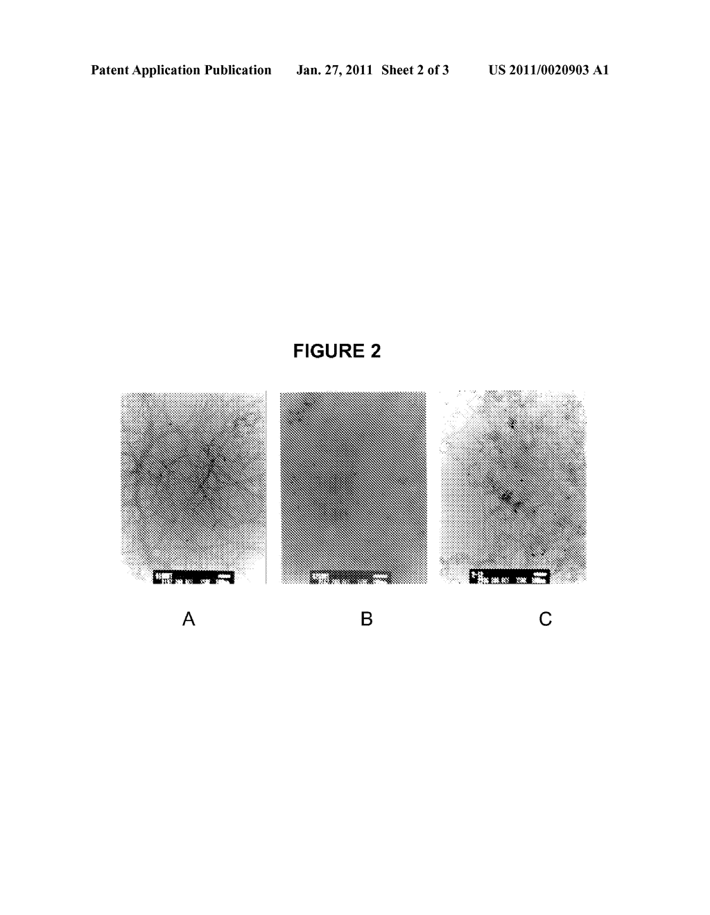 CARBON NANOTUBE BINDING PEPTIDES - diagram, schematic, and image 03