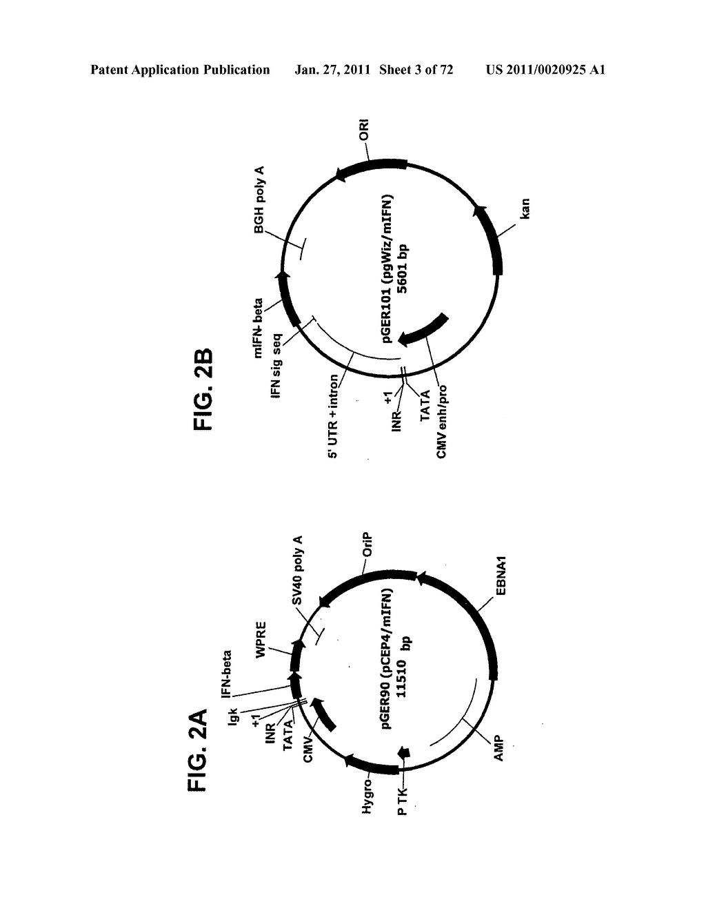 NEW MODULATING MOLECULES FOR AN IMPROVED REGULATED EXPRESSION SYSTEM - diagram, schematic, and image 04