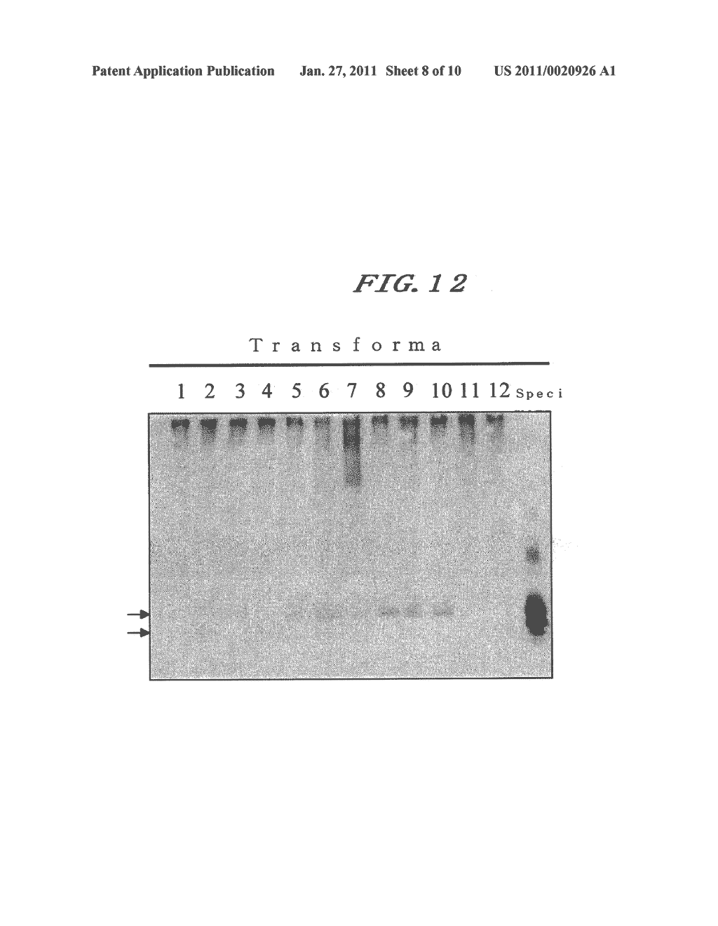 NOVEL TASTE-MODIFYING POLYPEPTIDE NAS, DNA THEREOF AND USE THEREOF - diagram, schematic, and image 09