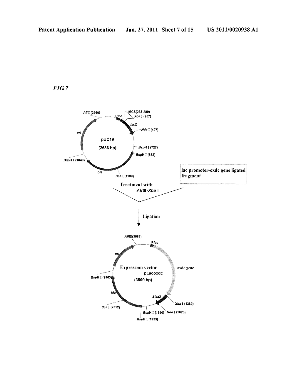 RECOMBINANT EXPRESSION PLASMID VECTOR AND RECOMBINANT STRAIN TO BE USED IN PRODUCING OXALATE DECARBOXYLASE, AND METHOD OF PRODUCING RECOMBINANT OXALATE DECARBOXYLASE - diagram, schematic, and image 08