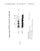 Sphingosine 1-Phosphate Receptor Gene, SPPR diagram and image