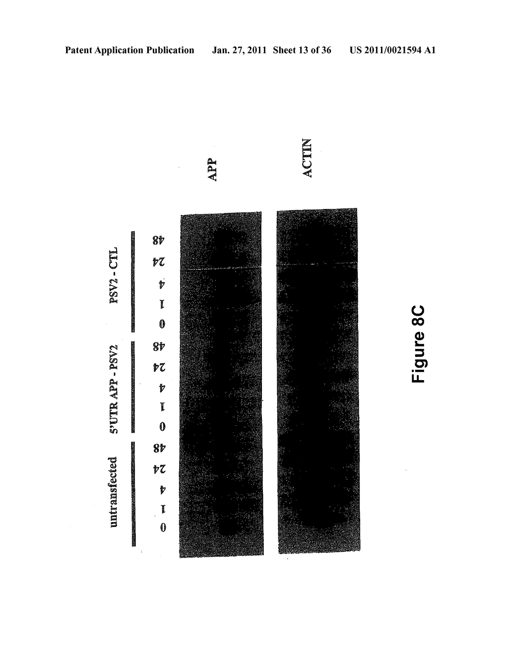 Agents Useful for Reducing Amyloid Precursor Protein and Treating Dementia and Methods of Use Thereof - diagram, schematic, and image 14