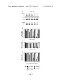 RNAi Modulation of RSV, PIV and Other Respiratory Viruses and Uses Thereof diagram and image