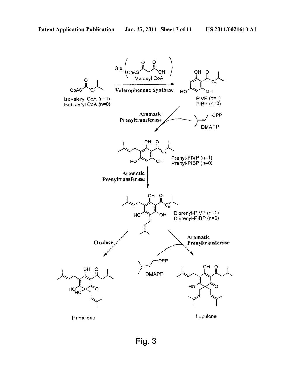 AROMATIC PRENYLTRANSFERASE FROM HOP - diagram, schematic, and image 04