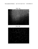 PROCESSED STARCH POWDER WITH EXCELLENT DISINTEGRATION PROPERTIES AND MANUFACTURING METHOD THEREOF diagram and image