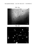 PROCESSED STARCH POWDER WITH EXCELLENT DISINTEGRATION PROPERTIES AND MANUFACTURING METHOD THEREOF diagram and image