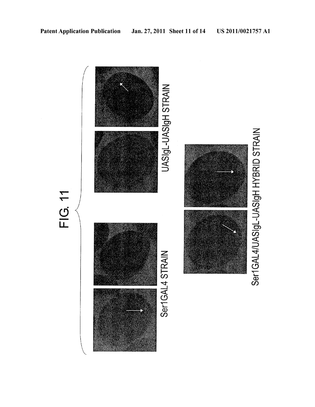 TRANSGENIC SILKWORM CAPABLE OF PRODUCING ANTIBODY AND METHOD FOR PRODUCTION THEREOF - diagram, schematic, and image 12