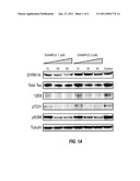 COMPOSITIONS FOR THE TREATMENT OF CENTRAL NERVOUS SYSTEM DISEASES AND DISORDERS diagram and image