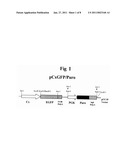 Functional Disruption Of Avian Immunoglobulin Genes diagram and image