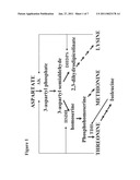 High threonine producing lines of nicotiana tobacum and methods for producing diagram and image