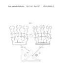 METHOD AND APPARATUS FOR DETECTING METAL IONS, PROBE USED FOR THE SAME AND PREPARATION METHOD THEREOF diagram and image