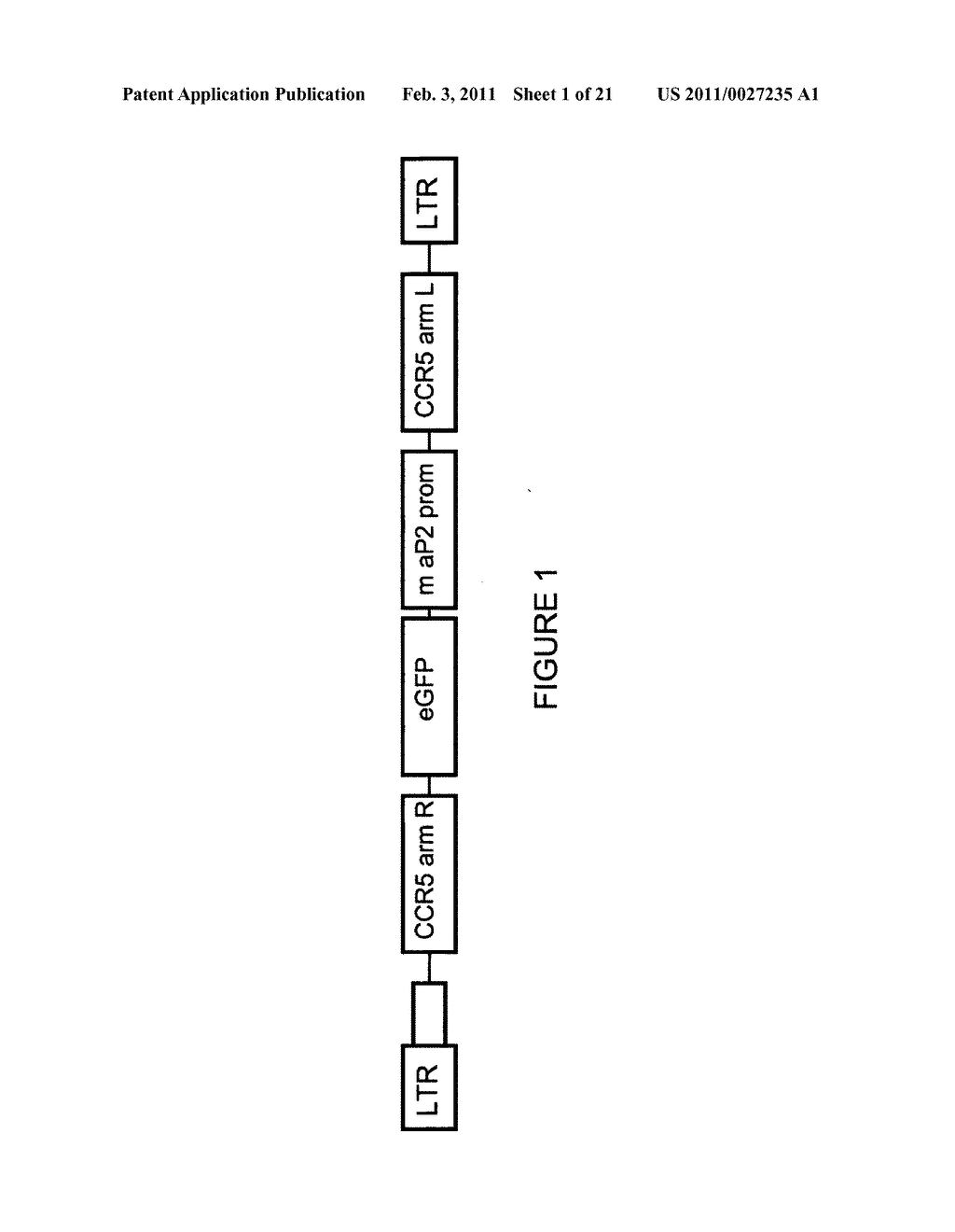 Targeted integration into stem cells - diagram, schematic, and image 02