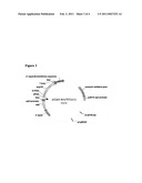 Variants of An Alpha-Amylase with Improved Production Levels in Fermentation Processes diagram and image