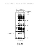 COMPONENT OF BROMELAIN diagram and image