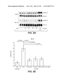 INHIBITION OF TUMOR METASTASIS diagram and image