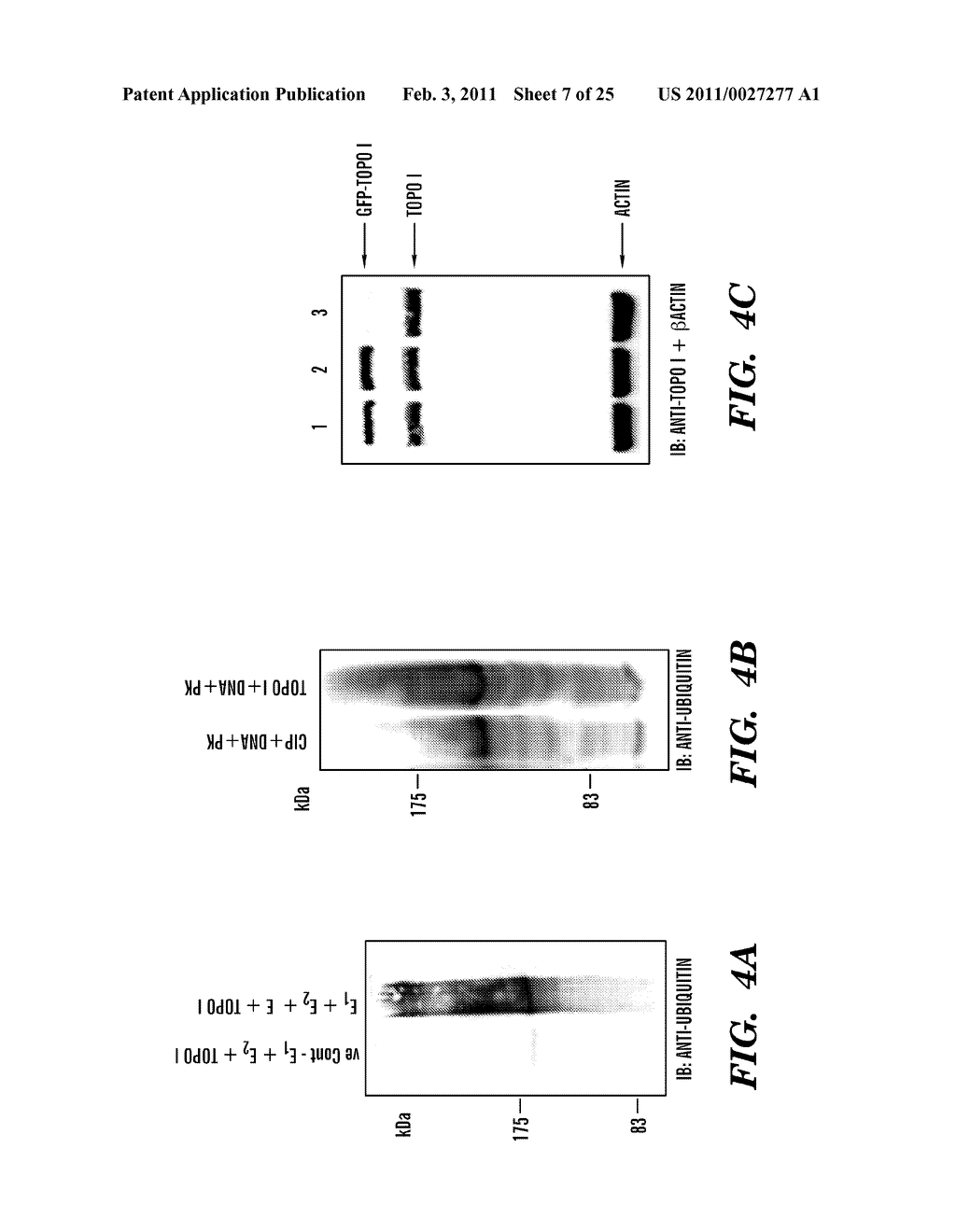 PREDICTIVE MARKER FOR TOPOISOMERASE I INHIBITORS - diagram, schematic, and image 08