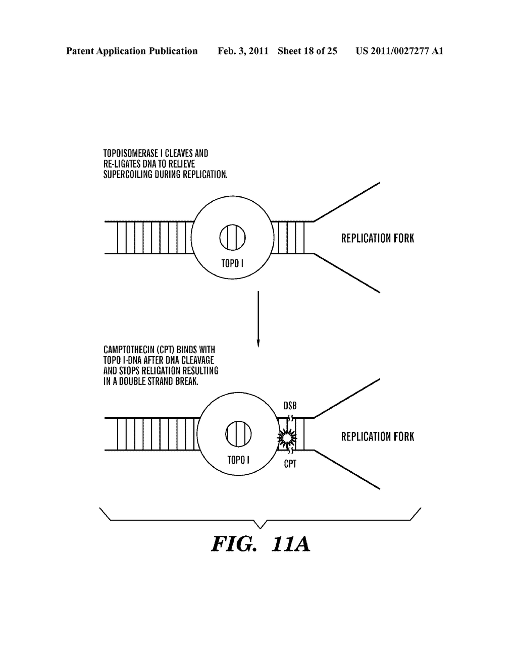 PREDICTIVE MARKER FOR TOPOISOMERASE I INHIBITORS - diagram, schematic, and image 19