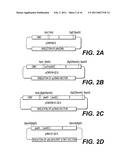 NUCLEOTIDE VECTOR, COMPOSITION CONTAINING SUCH VECTOR, AND VACCINE FOR IMMUNIZATION AGAINST HEPATITIS diagram and image