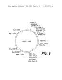 NUCLEOTIDE VECTOR, COMPOSITION CONTAINING SUCH VECTOR, AND VACCINE FOR IMMUNIZATION AGAINST HEPATITIS diagram and image