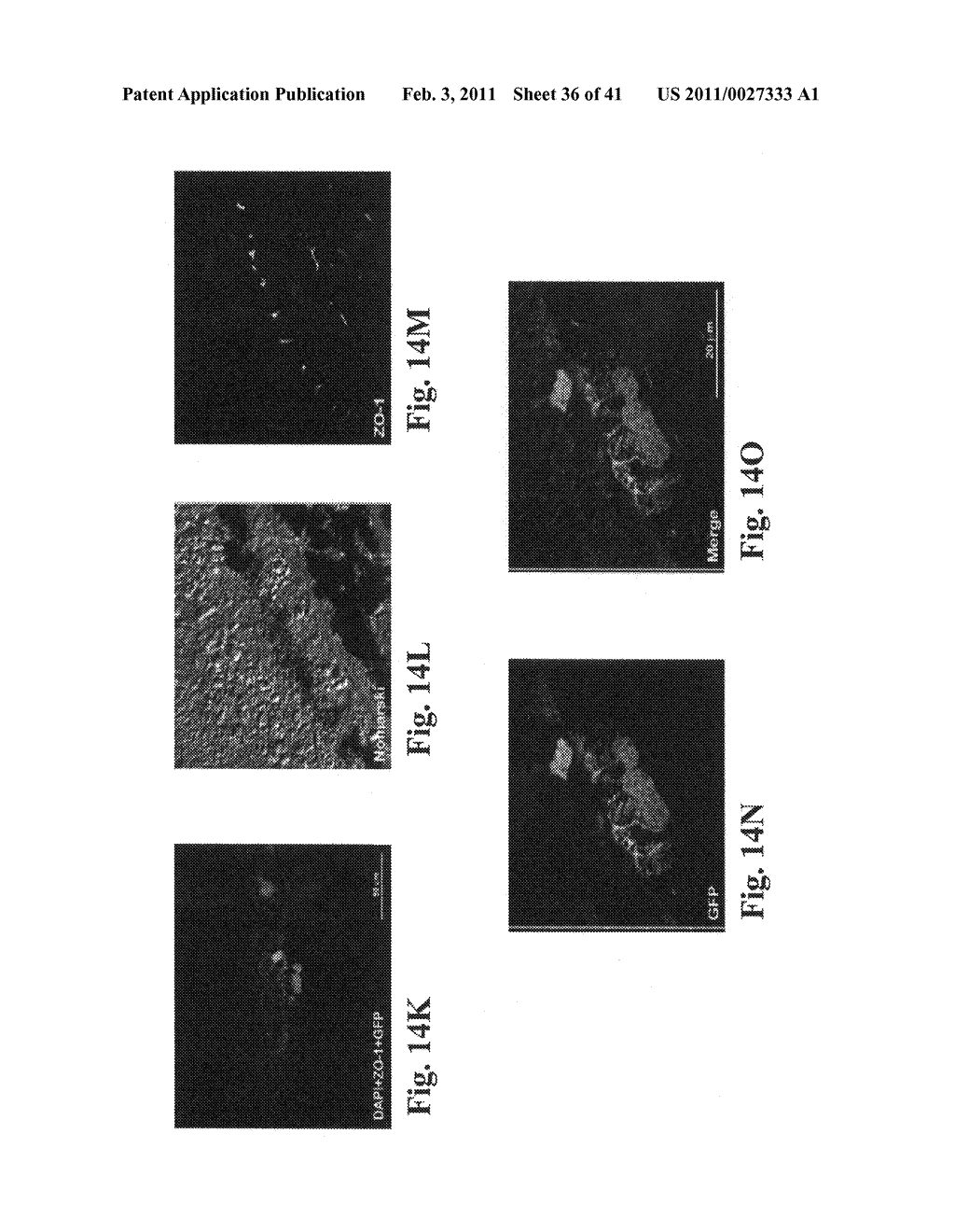 STEM CELL-DERIVED RETIN RETINAL PIGMENT EPITHELIAL CELLS - diagram, schematic, and image 37