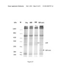 PROTEASE INHIBITOR diagram and image