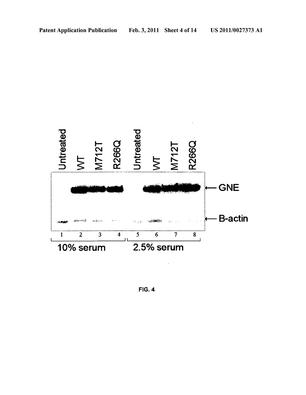 METHODS AND COMPOSITIONS FOR MODULATING SIALIC ACID PRODUCTION AND TREATING HEREDITARY INCLUSION BODY MYOPATHY - diagram, schematic, and image 05