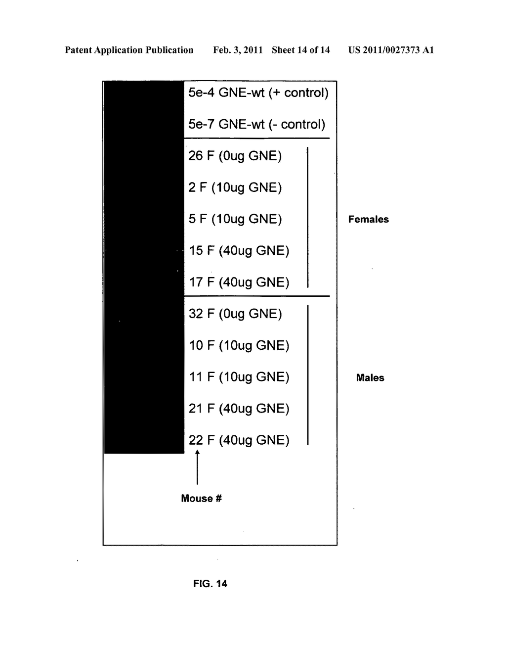 METHODS AND COMPOSITIONS FOR MODULATING SIALIC ACID PRODUCTION AND TREATING HEREDITARY INCLUSION BODY MYOPATHY - diagram, schematic, and image 15