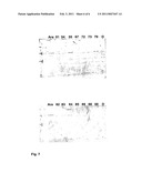 PLANTS WITH INCREASED ACTIVITY OF A STARCH PHOSPHORYLATING ENZYME diagram and image