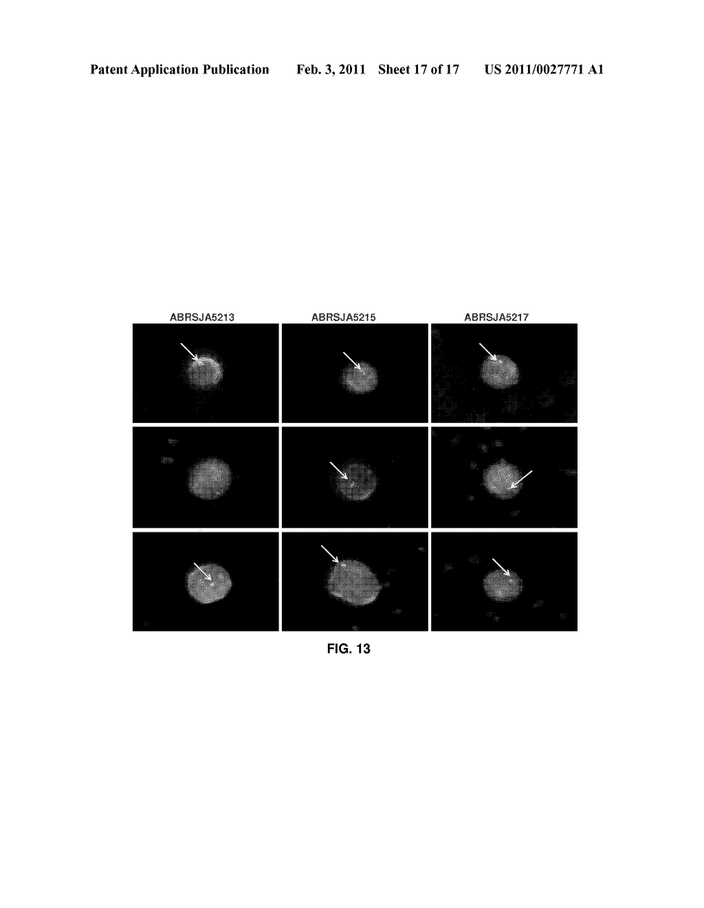 METHODS AND COMPOSITIONS FOR CELL STABILIZATION - diagram, schematic, and image 18