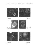 METHODS AND SYSTEMS FOR IDENTIFYING AND ISOLATING STEM CELLS AND FOR OBSERVING MITOCHONDRIAL STRUCTURE AND DISTRIBUTION IN LIVING CELLS diagram and image