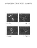 METHODS AND SYSTEMS FOR IDENTIFYING AND ISOLATING STEM CELLS AND FOR OBSERVING MITOCHONDRIAL STRUCTURE AND DISTRIBUTION IN LIVING CELLS diagram and image